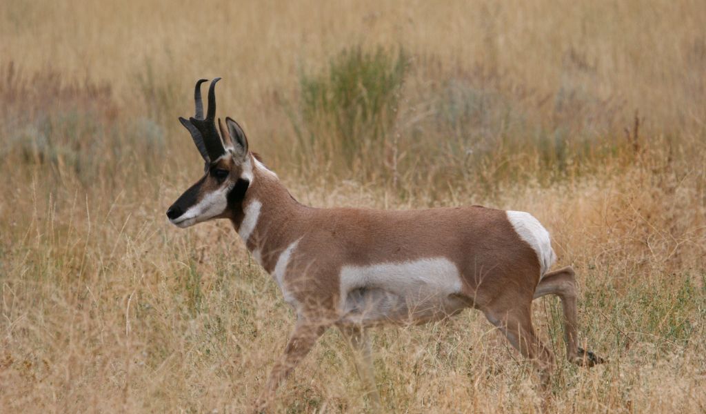 Why South Dakota Is an Underrated Destination for Pronghorn Antelope Hunting