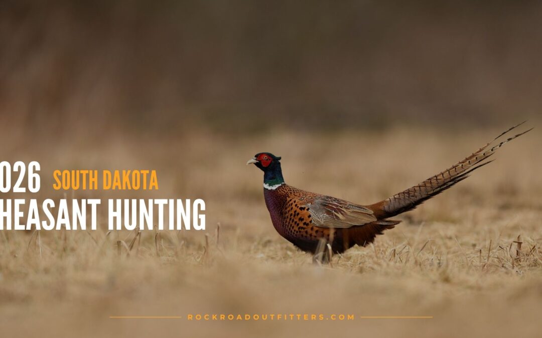 Pheasant Hunting in South Dakota: What to Know Before the 2026 Season