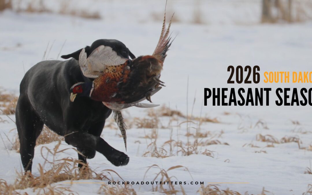 Preparing for Pheasant Season in South Dakota: Habitat, Weather and Hunting Conditions